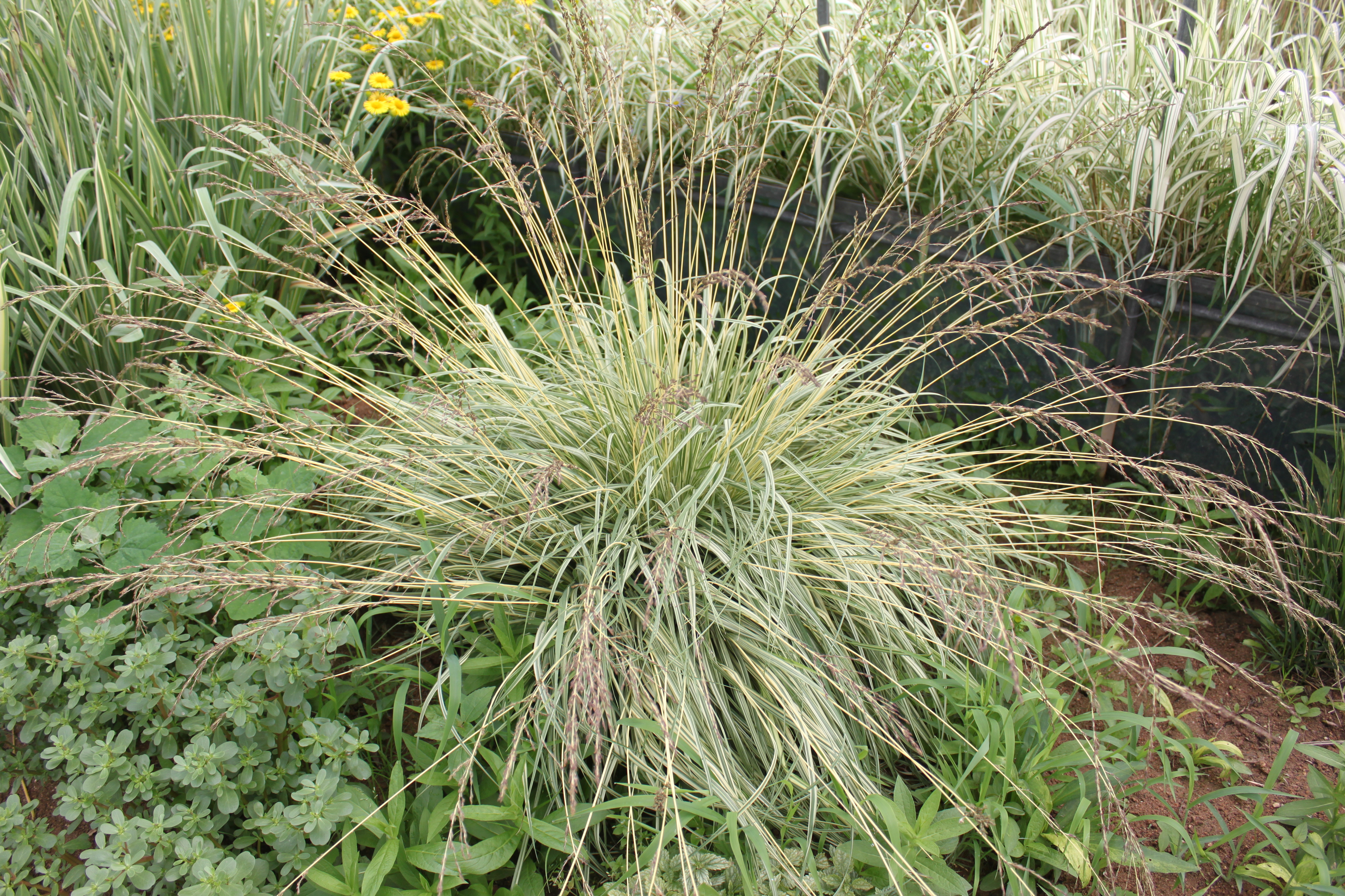 Molinia caerulea subsp. caerulea 'Variegata'